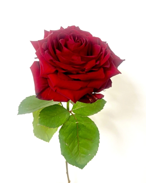 Optional Extra   Large Headed Naomi Red Rose